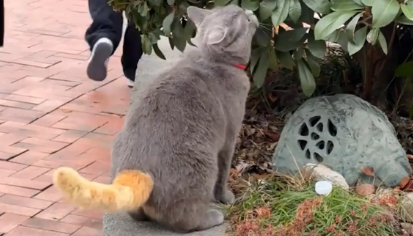 男子偶遇串串猫，身上灰色，只有尾巴是橘色。网友：拼好猫