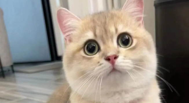 养猫两个月花20元,朋友说我对猫太抠门,结果它过得比谁都幸福 养猫两个月花20元,朋友说我对猫太抠门,结果它过得比谁都幸福