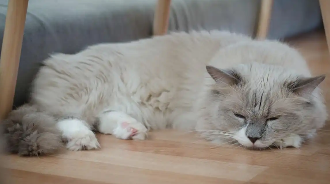 猫咪皮肤病常见症状表现有哪些