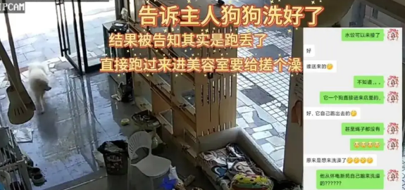 狗子跑丢了,找了老半天结果发现这货居然去SPA了 狗子跑丢了,找了老半天结果发现这货居然去SPA了