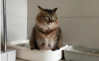 猫咪不停的去厕所但是尿不出来怎么回事