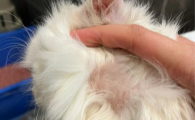 猫藓炎症的临床症状