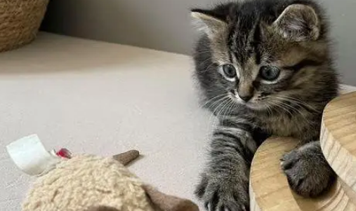 妹子网购绿植开箱，发现两只偷渡小猫，商家天塌了：我的咪呢