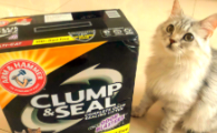 2025上班族选什么猫砂更合适？实锤猫砂吊打同价位竞品