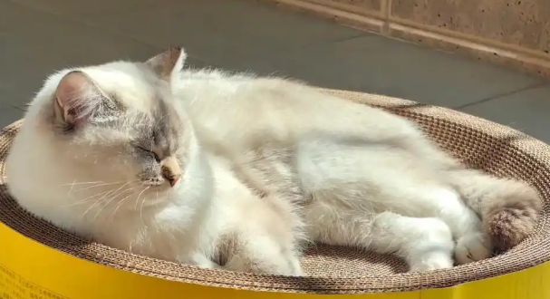 猫咪患传染性气管炎如何治疗