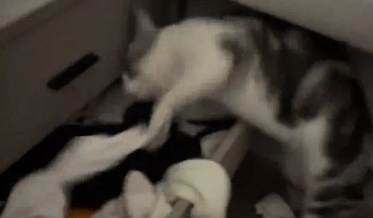 猫咪把袜子全扒拉出来,然后躺抽屉里 猫咪把袜子全扒拉出来,然后躺抽屉里