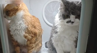 两只猫在烘干机里闹别扭。网友：像没有感情的中年夫妻
