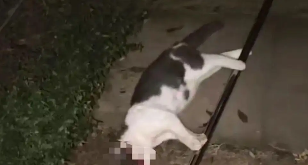 四川乐山一小区网捕流浪猫致幼猫死亡！