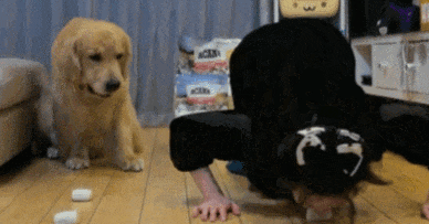 俩主人分别跟狗子比谁吃饭快谁抢饭快,没成想主人出老千 俩主人分别跟狗子比谁吃饭快谁抢饭快,没成想主人出老千