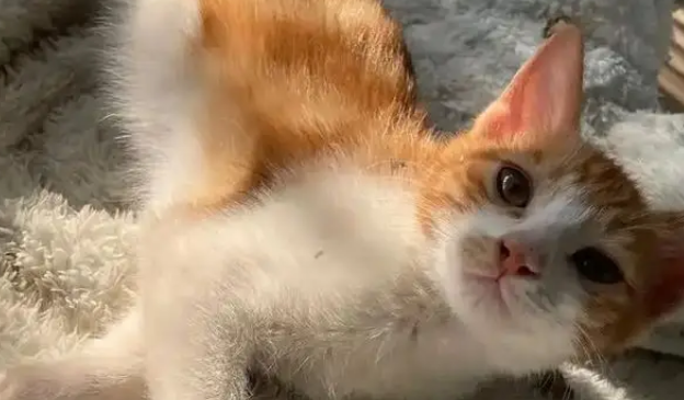 小奶猫被电梯夹断尾巴,呆坐原地不知所措,幸遇路人暖心相救 小奶猫被电梯夹断尾巴,呆坐原地不知所措,幸遇路人暖心相救