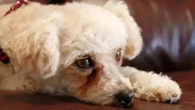 狗狗口腔异味重是哪些疾病引发的 狗狗口腔异味重是哪些疾病引发的