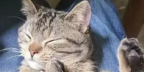 新娘出嫁半月,老家狸花猫追车十公里,准确找到出嫁主人 新娘出嫁半月,老家狸花猫追车十公里,准确找到出嫁主人