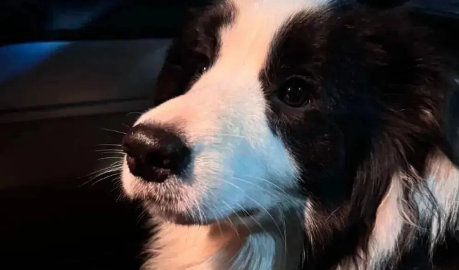 网友家的边牧拆家了,我一看…它是个天才吧! 网友家的边牧拆家了,我一看…它是个天才吧!