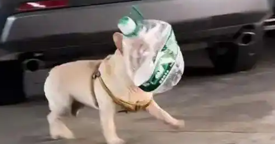 法斗狗狗爱上捡瓶子25天收入1300多！