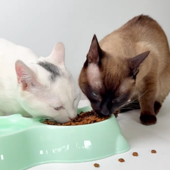 什么猫粮比较健康？夸贝给你那份熟悉的安心