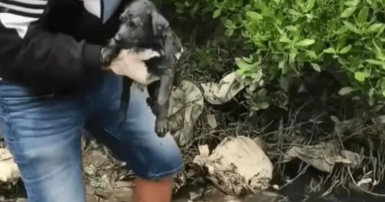 小奶狗因尿在地上，被主人暴打后扔到臭水沟，结局让人感动泪目