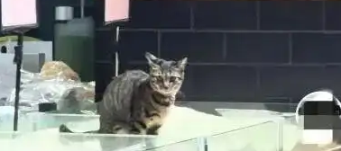 猫咪在超市散装大米柜上排泄？店铺回应：大米下架