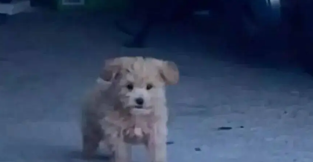 开完庭出来看到法院里有两只小奶狗，直接顺走会被起诉吗