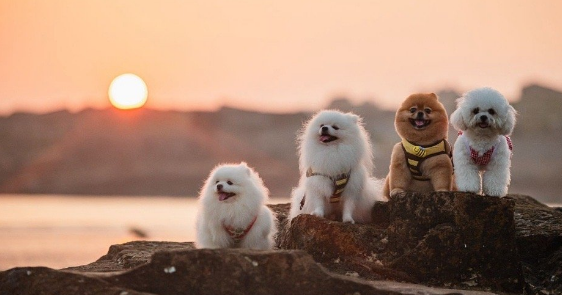 爱宠游宠物旅行团如何保障旅行中的安全