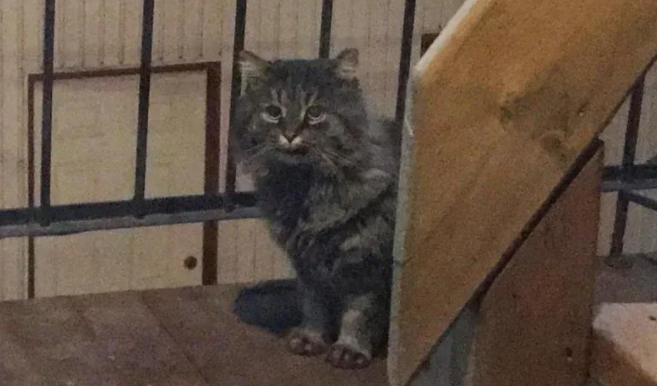 一次善意的投喂，竟让它告别流浪七年的街头，拥抱幸福喵生