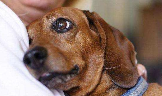 老年犬便秘怎么办？