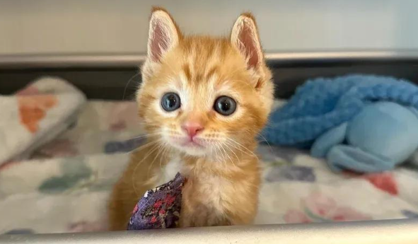 断腿小猫戴豚鼠项圈,个头虽小,内心却强大 断腿小猫戴豚鼠项圈,个头虽小,内心却强大