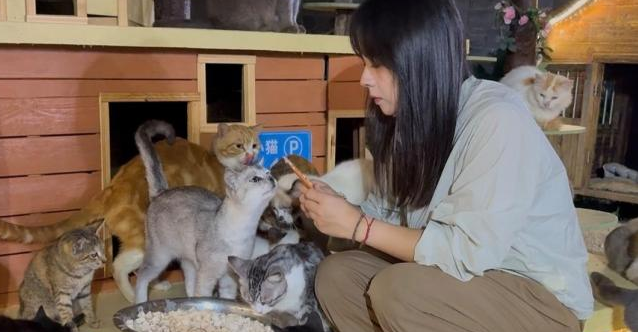 女孩蹭婚宴3年打包剩菜喂流浪猫温暖行动延续生命