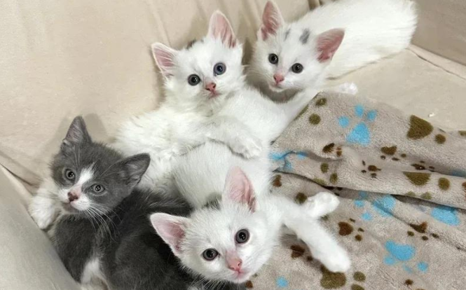 街头孕猫被救后生下四只小猫,暖心成长,终于过上梦想生活 街头孕猫被救后生下四只小猫,暖心成长,终于过上梦想生活