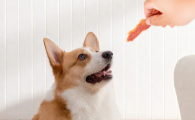 狗狗零食回购率Top3品牌盘点！“旺二喜”凭高品质让老客户反复囤货