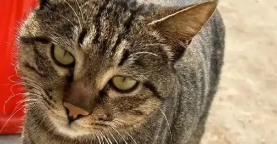 新娘出嫁半月,老家狸花猫追车十公里,准确找到出嫁主人 新娘出嫁半月,老家狸花猫追车十公里,准确找到出嫁主人