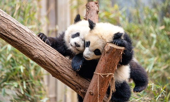 日本50年首次"零熊猫"！17.8万人排队送别，高市早苗闯大祸了