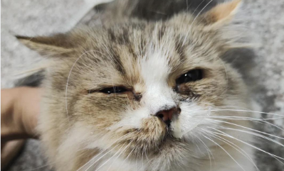 猫呼吸道炎症症状