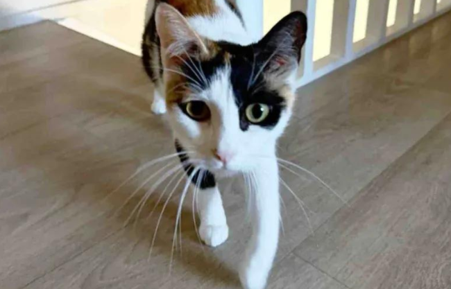流浪猫妈获救产崽,谁曾想命运弄人,小猫接连遭遇生死劫! 流浪猫妈获救产崽,谁曾想命运弄人,小猫接连遭遇生死劫!
