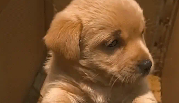 因为女子害怕狗，家里人买了一只怕人的狗