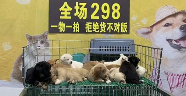 江苏徐州宠物邮寄乱象调查：与普通快递混装运输