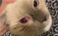 猫眼球边上红血丝怎么回事