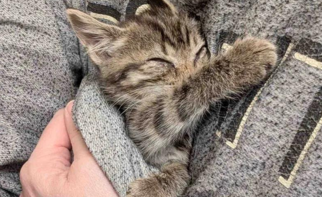 寒风中的猫叫，唤来好心人的一次善举，世间多了只治愈天使