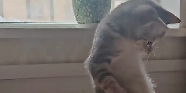 猫咪吃了一粒冻干,突然站起来蹦跶。网友:这冻干有力气 猫咪吃了一粒冻干,突然站起来蹦跶。网友:这冻干有力气