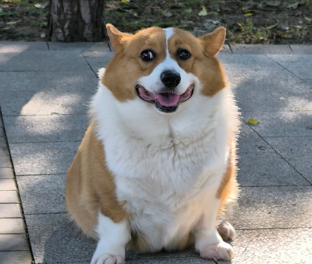 狗狗大腿内侧有鼓包而且有脓包怎么办