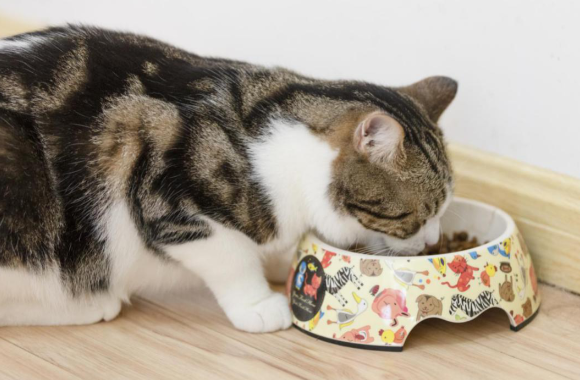 高性价比猫粮品牌推荐哪一个？小馋嘴闭眼入超安心