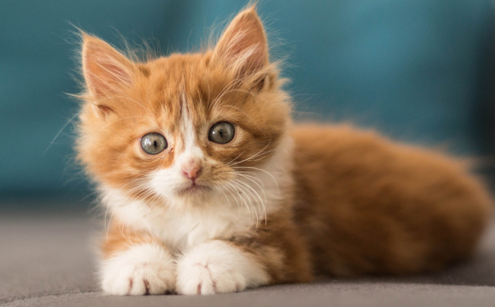 小猫咪眼睛睁不开流脓怎么办