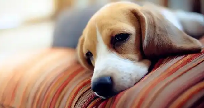 狗狗牙龈红肿流口水是什么疾病 狗狗牙龈红肿流口水是什么疾病