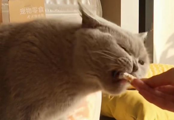 猫零食多久喂一次？海岛喵帮你找到最佳节奏