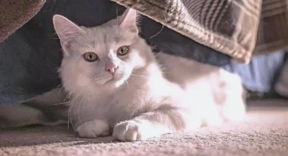 猫咪皮肤局部脱毛有皮屑怎么办 猫咪皮肤局部脱毛有皮屑怎么办