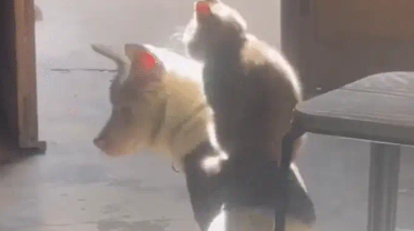猫咪坐在狗子身上晒太阳。猫：金窝银窝不如自己的狗窝