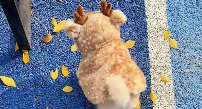 小狗穿麋鹿斗篷萌翻,网友质疑是假狗 小狗穿麋鹿斗篷萌翻,网友质疑是假狗