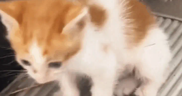 小奶猫被电梯夹断尾巴,呆坐原地不知所措,幸遇路人暖心相救 小奶猫被电梯夹断尾巴,呆坐原地不知所措,幸遇路人暖心相救