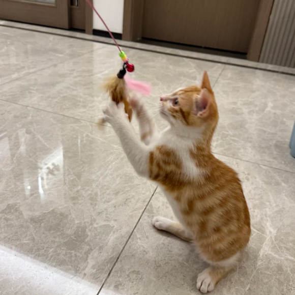 自动逗猫棒推荐:中惠智研, 铲屎官认可的猫咪快乐神器 自动逗猫棒推荐:中惠智研, 铲屎官认可的猫咪快乐神器