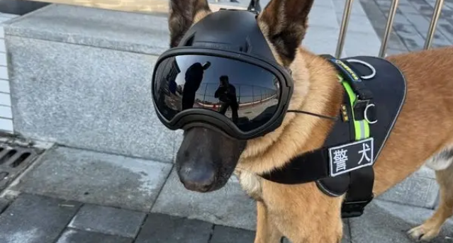 昔日战友来探望,退役警犬装失忆:拒绝上班从我做起 昔日战友来探望,退役警犬装失忆:拒绝上班从我做起