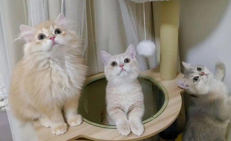 怎么确定猫咪是不是得了猫藓